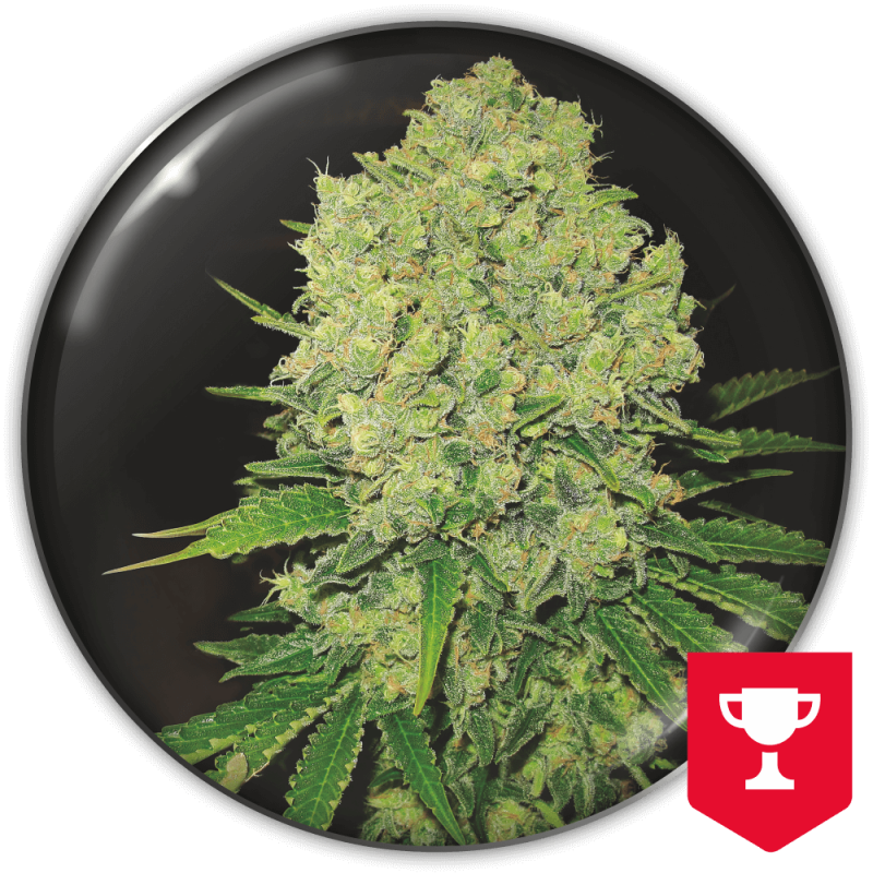 MEDICAL SEEDS PROZACK X3+2