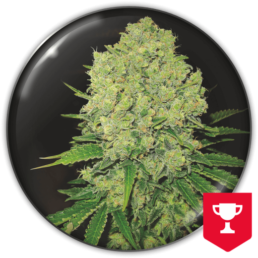 MEDICAL SEEDS PROZACK X3+2