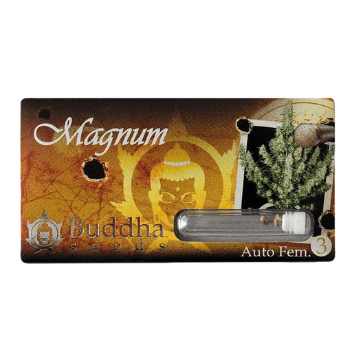BUDDHA SEEDS MAGNUM AUTO X3