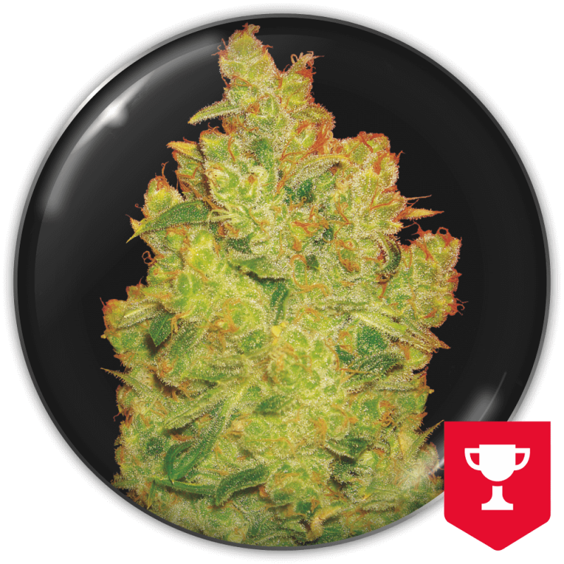 MEDICAL SEEDS JACK LA MOTA X3