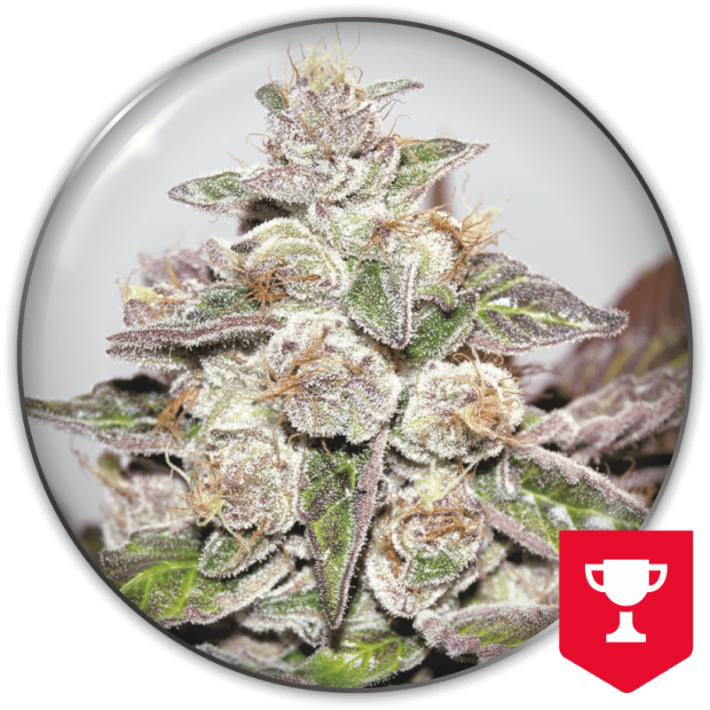 MEDICAL SEEDS MENDOCINO PURPLE KUSH X3