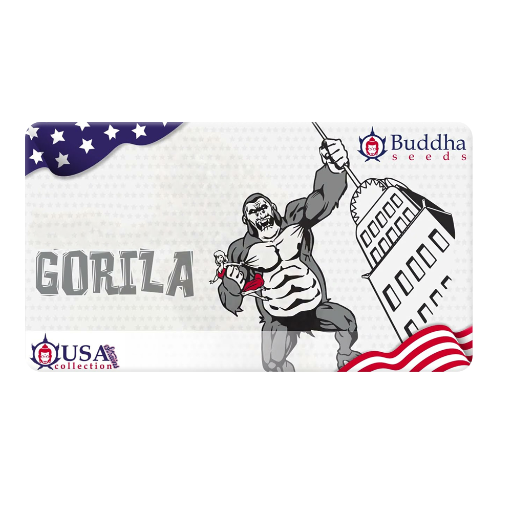 BUDDHA SEEDS GORILLA X3