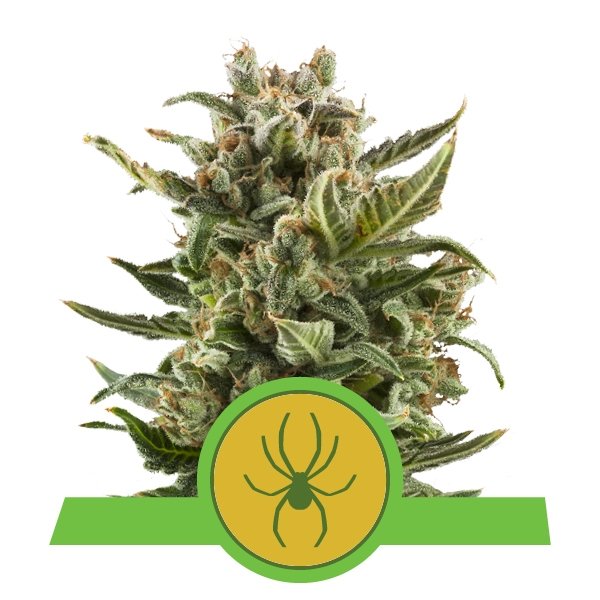ROYAL QUEEN SEEDS WHITE WIDOW AUTO X3