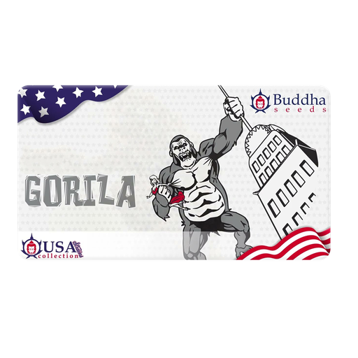 [SCBS013] BUDDHA SEEDS GORILLA X3